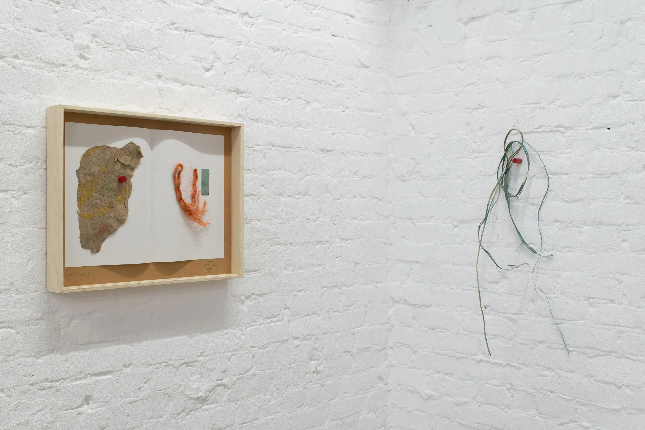 herbarium:algæ — installation view 5