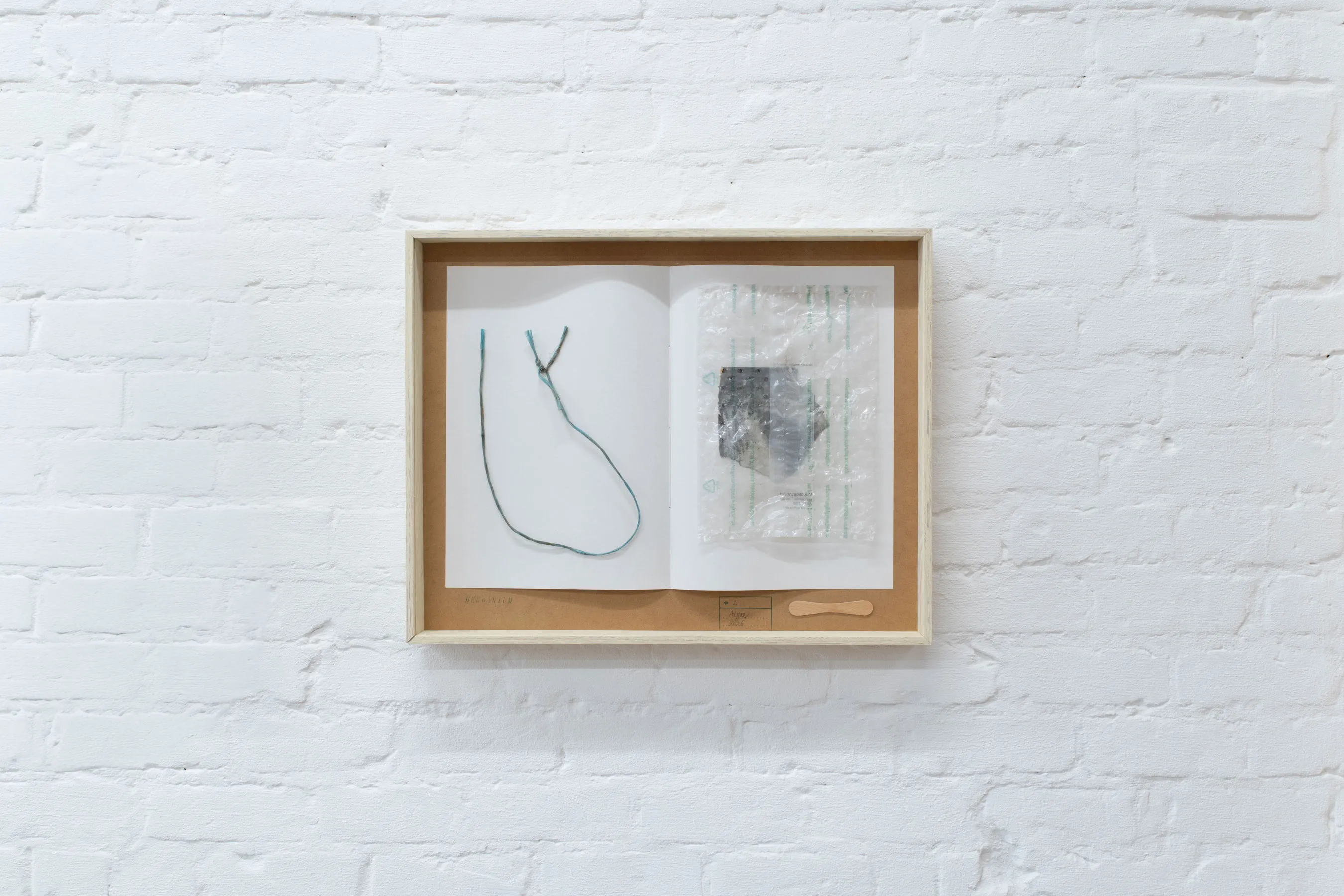 herbarium:algæ — installation view 7